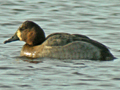 possible Common Pochard x Tufted Duck hybrid